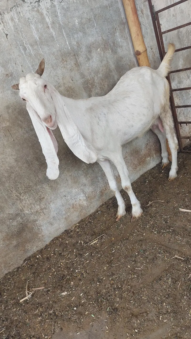 gulabi bakri for oski bachs — photo 5