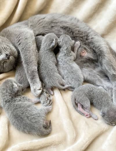 British Shorthair Kittens