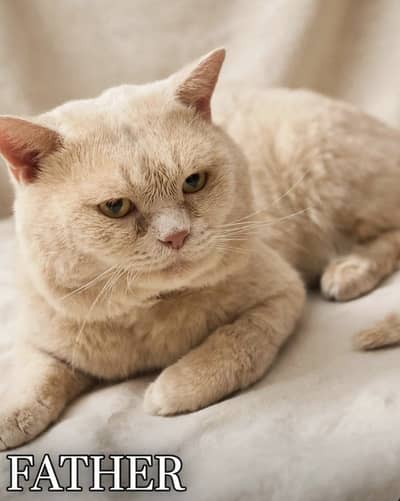 British Shorthair