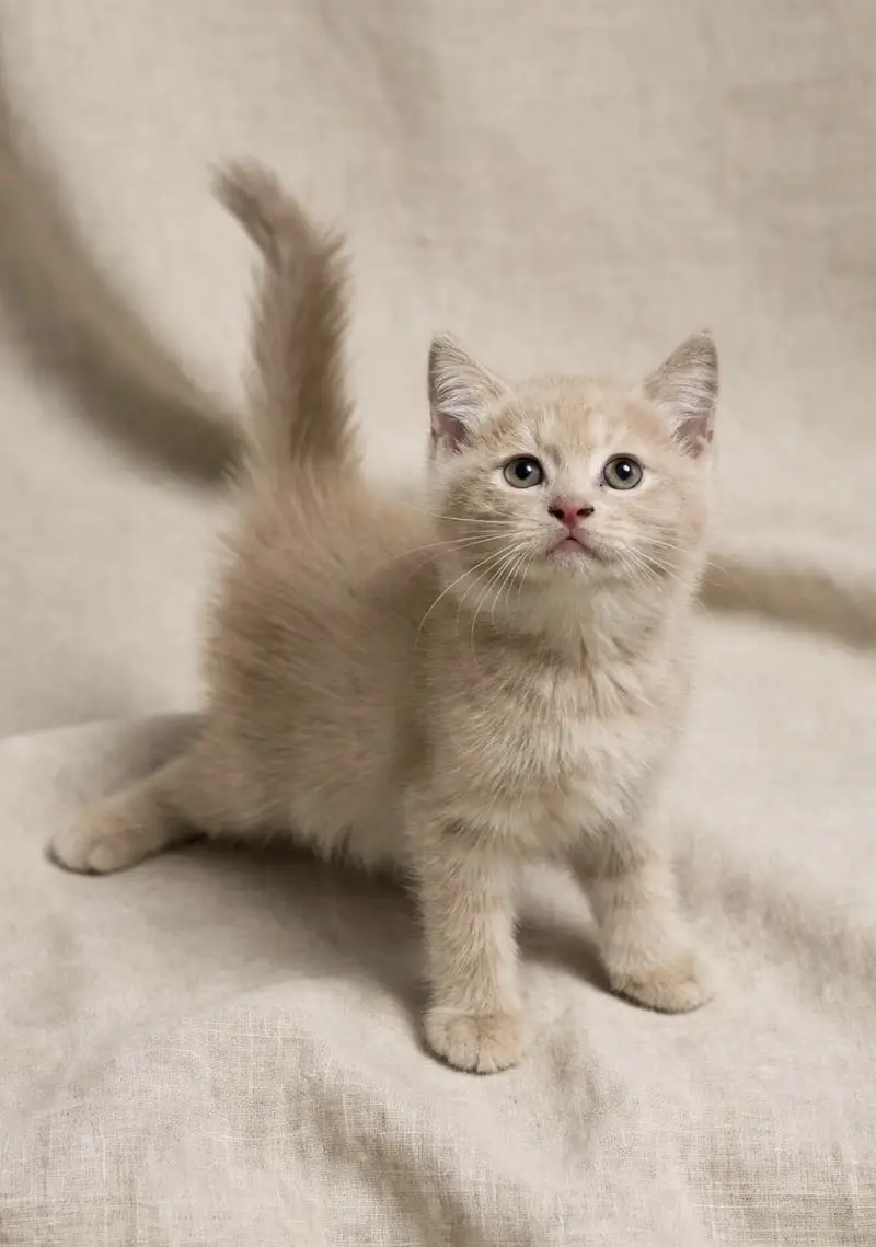 British Shorthair — photo 3