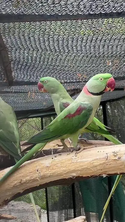 Premium Raw Parrot for Sale | Beautiful & Healthy Bird — photo 2