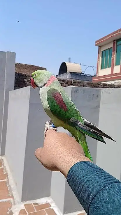 Premium Raw Parrot for Sale | Beautiful & Healthy Bird — photo 3