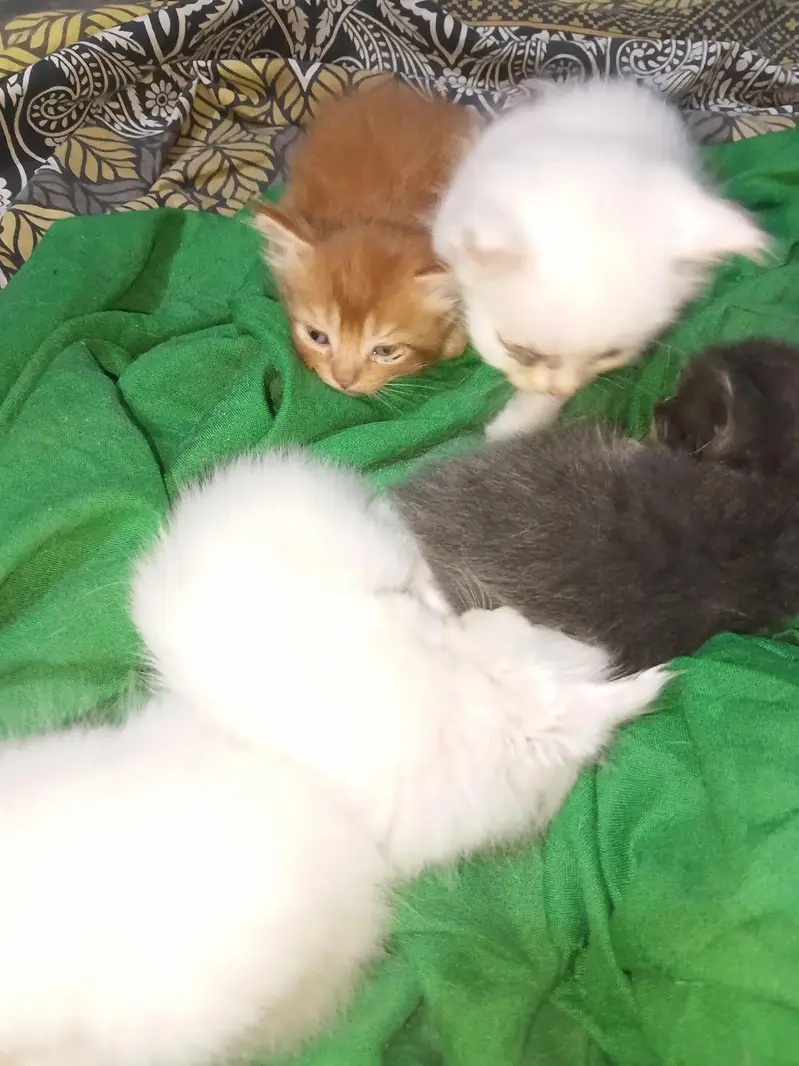 with four baby — photo 4