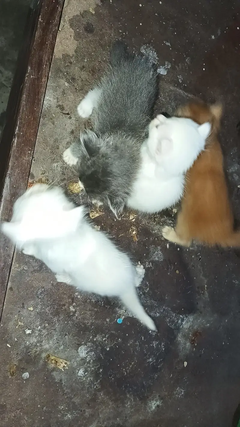with four baby — photo 5