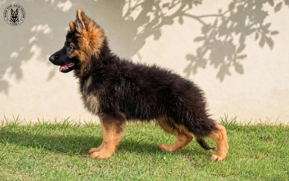 I want to sale my long coat pedigree German shepherd puppies — photo 5