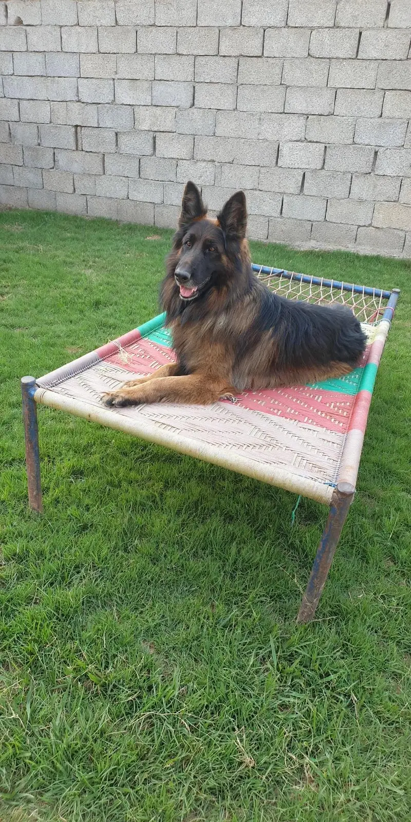 I want to sale my long coat pedigree German shepherd puppies — photo 6