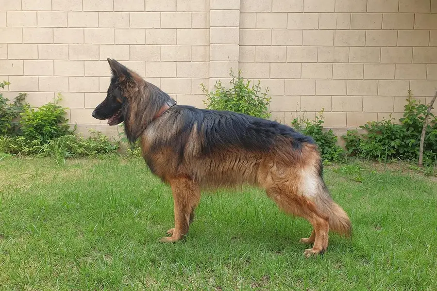 I want to sale my long coat pedigree German shepherd puppies — photo 7
