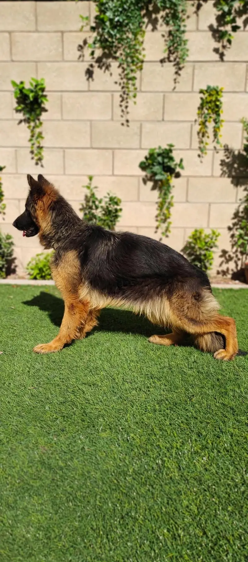 I want to sale my long coat pedigree German shepherd puppies — photo 11