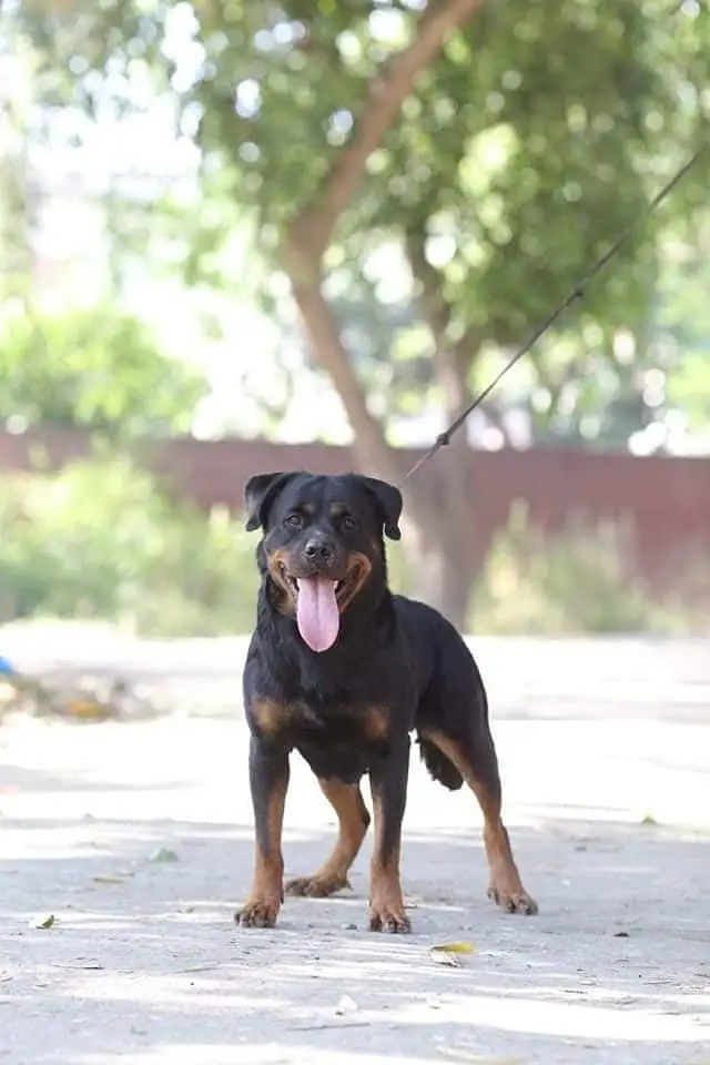 rottweiler breeder pair 0/3/2/9/9/1/8/1/6/3/3 whtsapp — photo 2