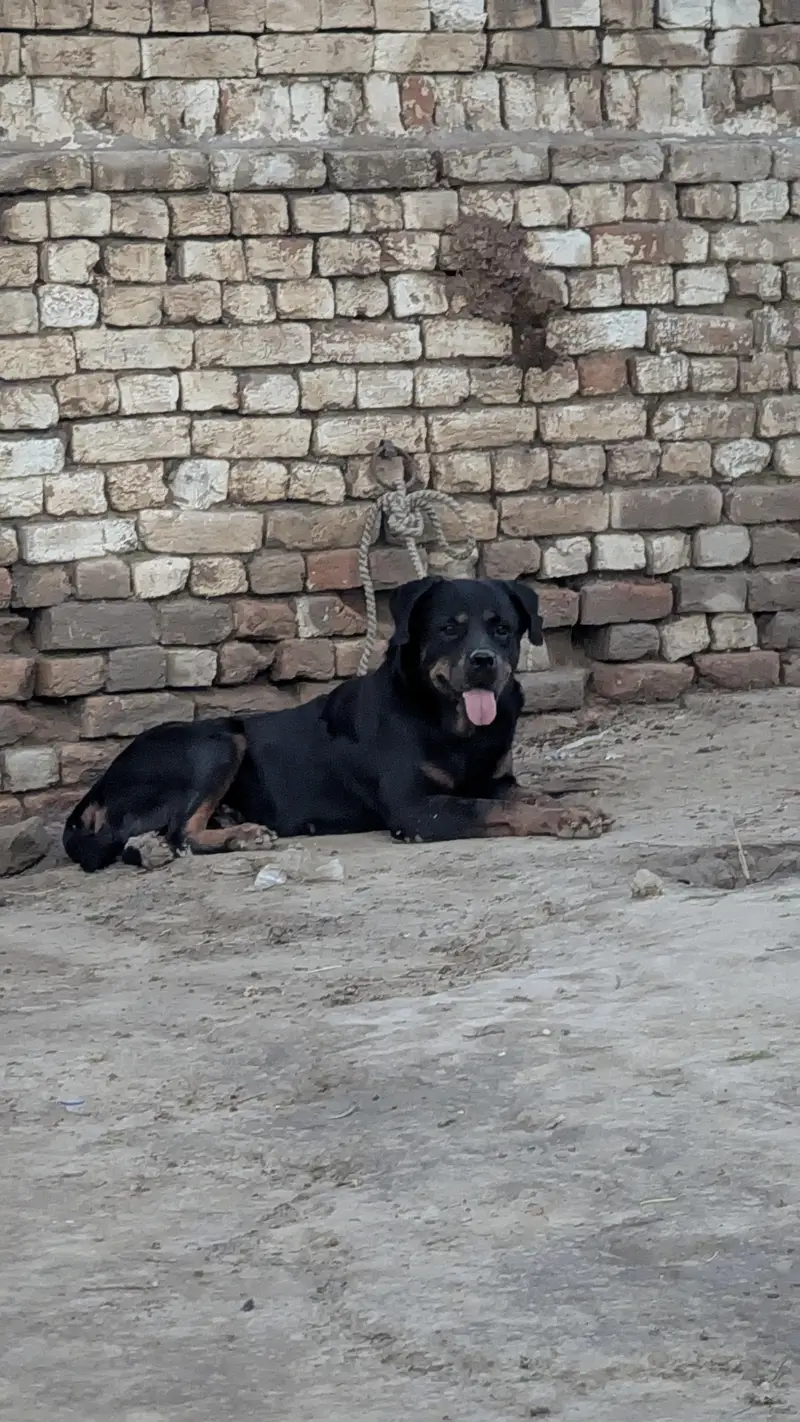 rottweiler breeder pair 0/3/2/9/9/1/8/1/6/3/3 whtsapp — photo 3