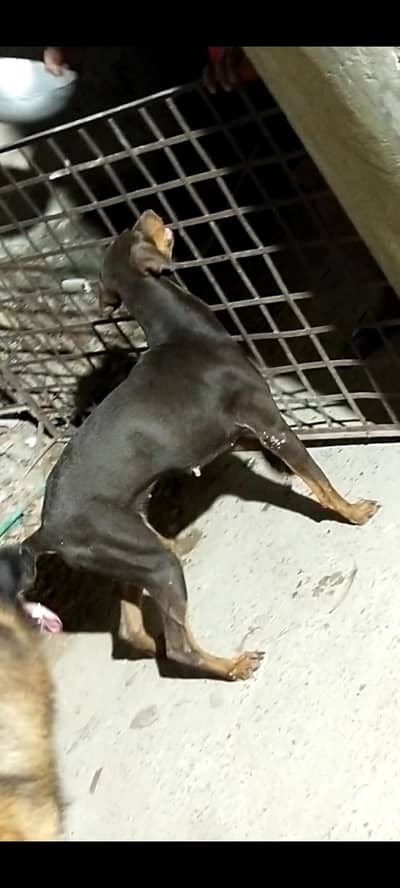 Doberman confirm breeder female available