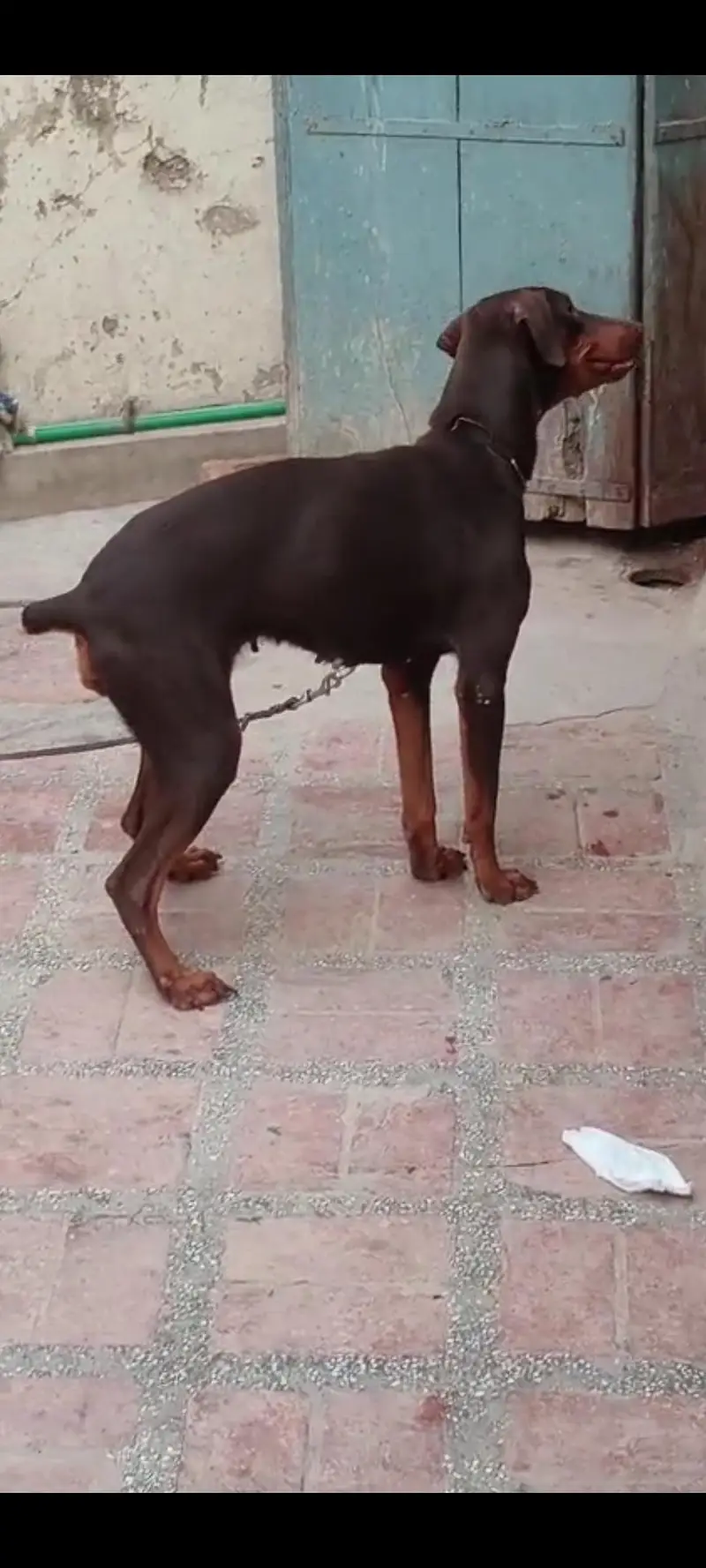 Doberman confirm breeder female available — photo 2