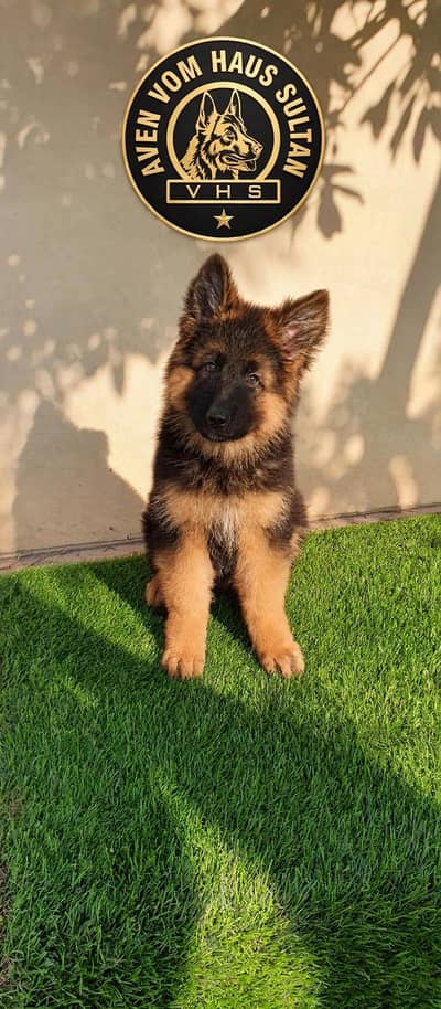 I want to sale my long coat pedigree German shepherd puppies