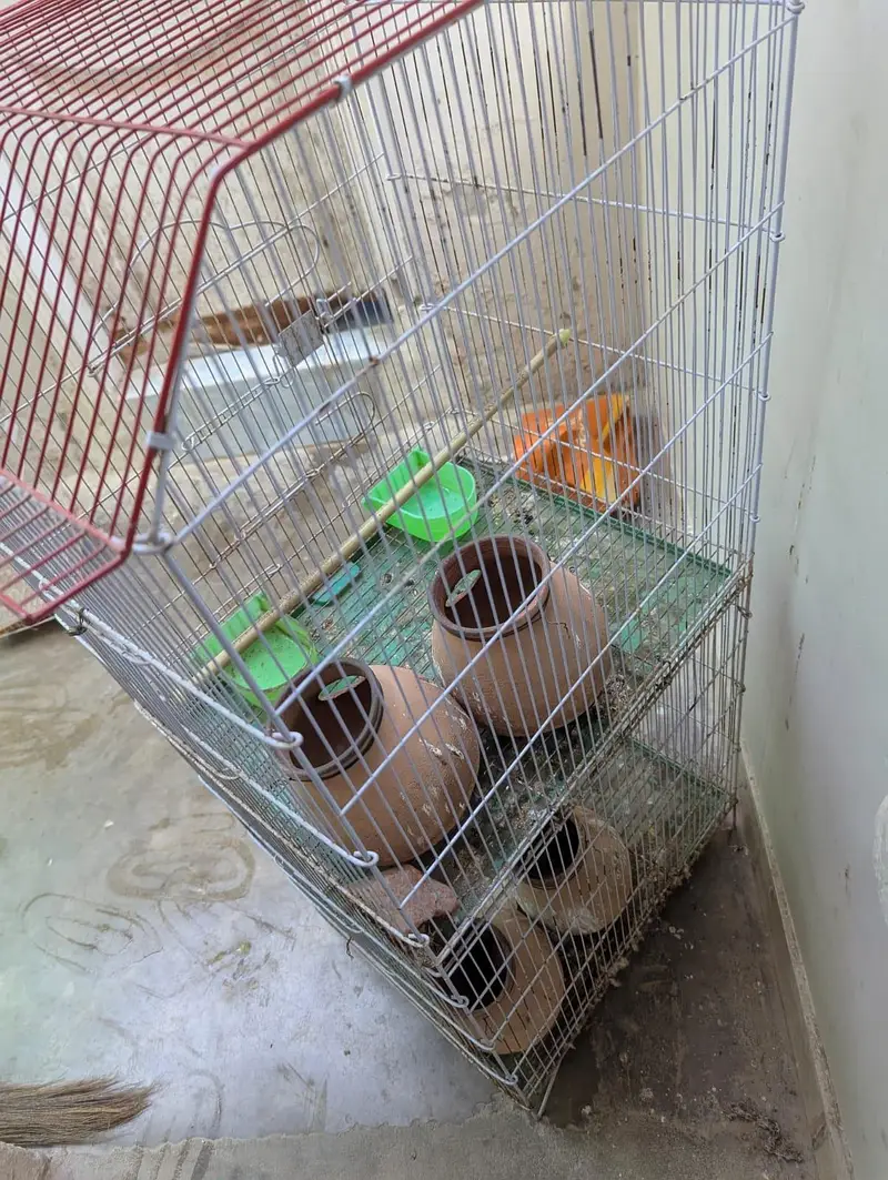 big bird cage — photo 2