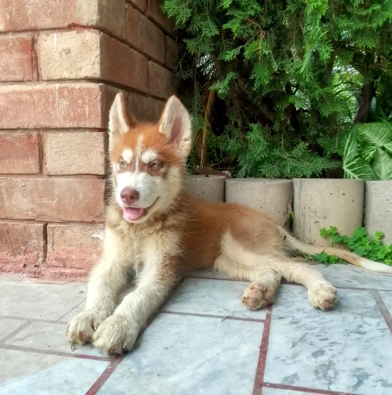 Siberian Husky Puppy | Wooly coat | Hazel eyes — photo 2