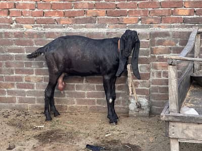 Pure amarat sari bital bakri