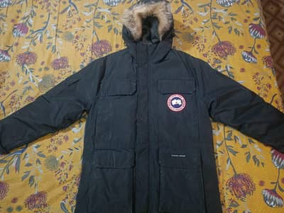 Canada goose