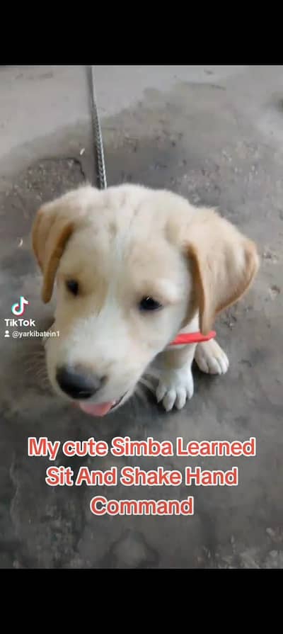 labradot puppy age 2month