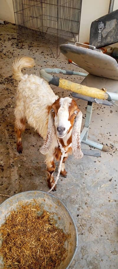 Desi Bakra