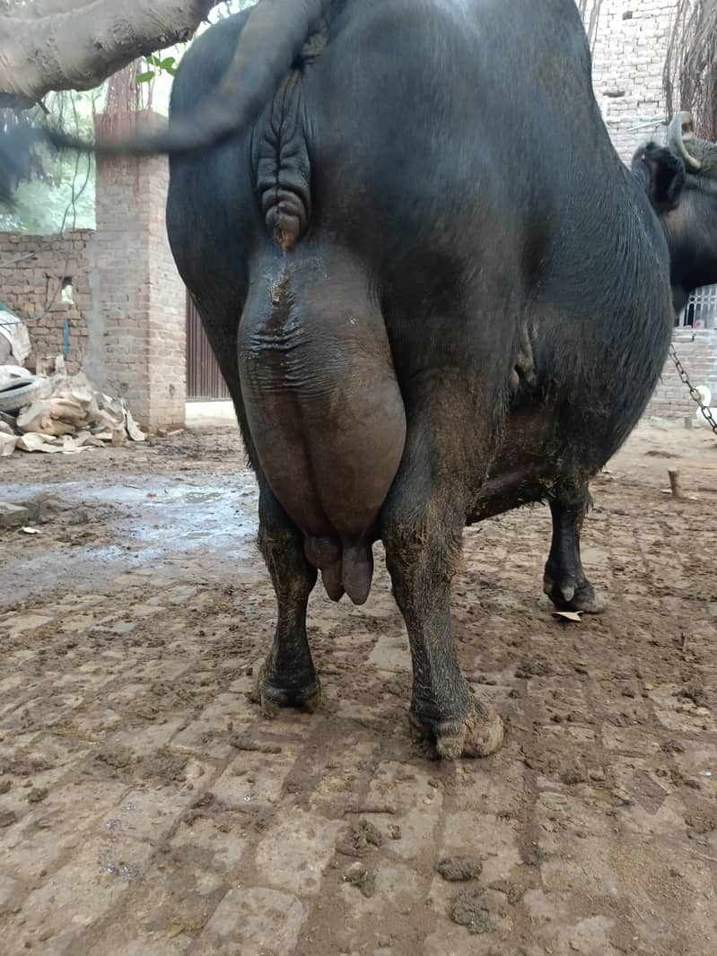 bhains 1