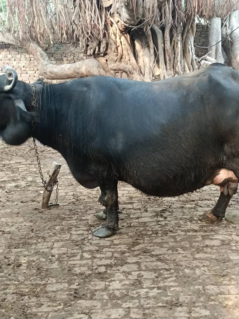 bhains 2