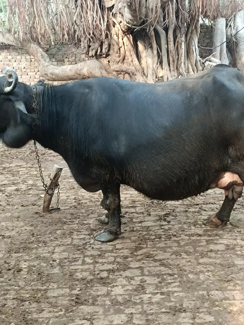 bhains — photo 3