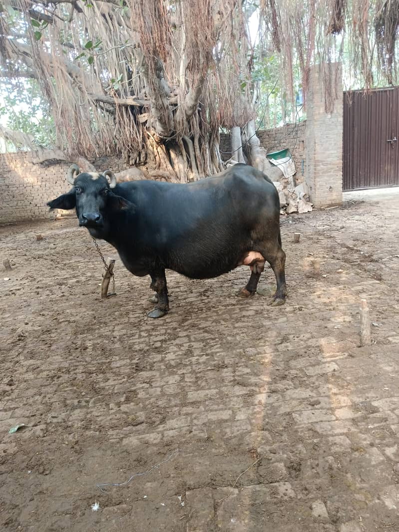 bhains 3
