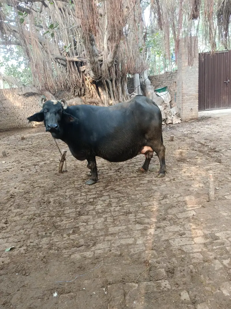 bhains — photo 4