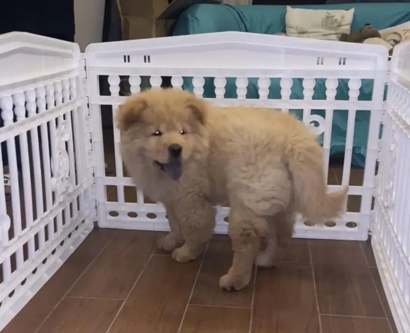 Elite Quality Pedigreed Chow Chow Female Pup — photo 3