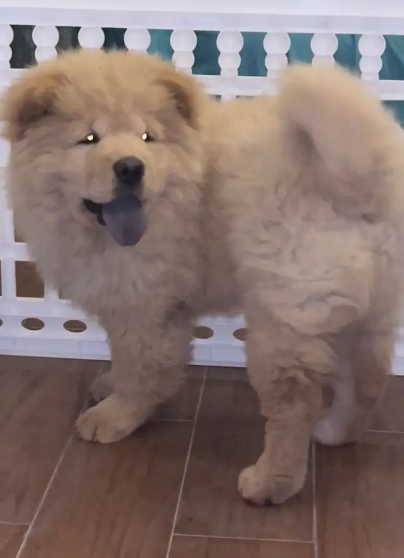 Elite Quality Pedigreed Chow Chow Female Pup — photo 2