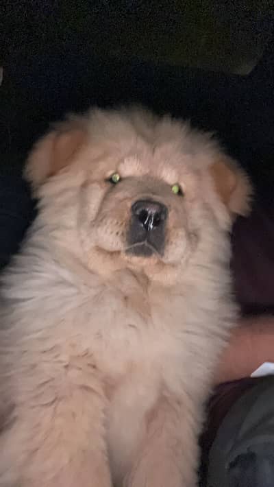 Elite Quality Pedigreed Chow Chow Female Pup