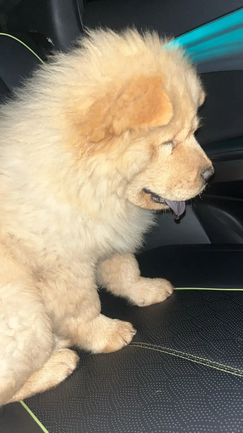 Elite Quality Pedigreed Chow Chow Female Pup — photo 4