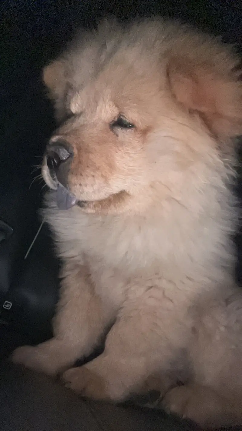 Elite Quality Pedigreed Chow Chow Female Pup — photo 7
