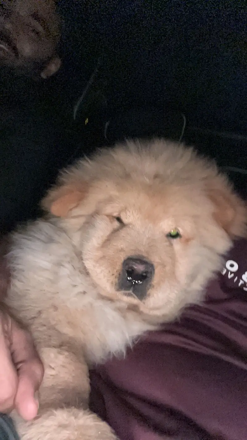 Elite Quality Pedigreed Chow Chow Female Pup — photo 6