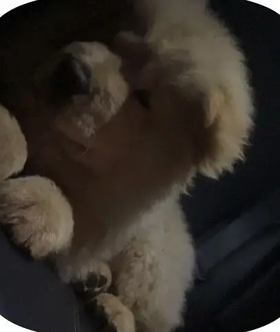 Elite Quality Pedigreed Chow Chow Female Pup — photo 5
