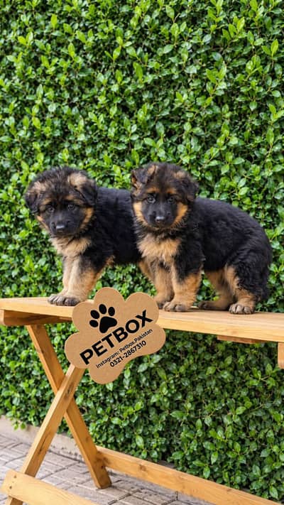 GERMAN SHEPHERD PUPPIES