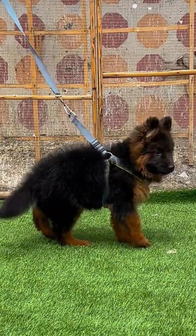 German Shepherd breed for sale mor WhatsApp0349/26/36/275