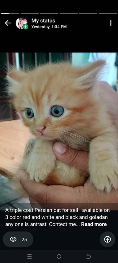 A triple coat Persian cat for sell