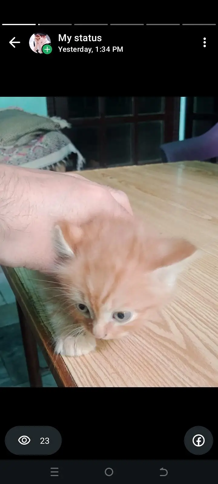 A triple coat Persian cat for sell — photo 2