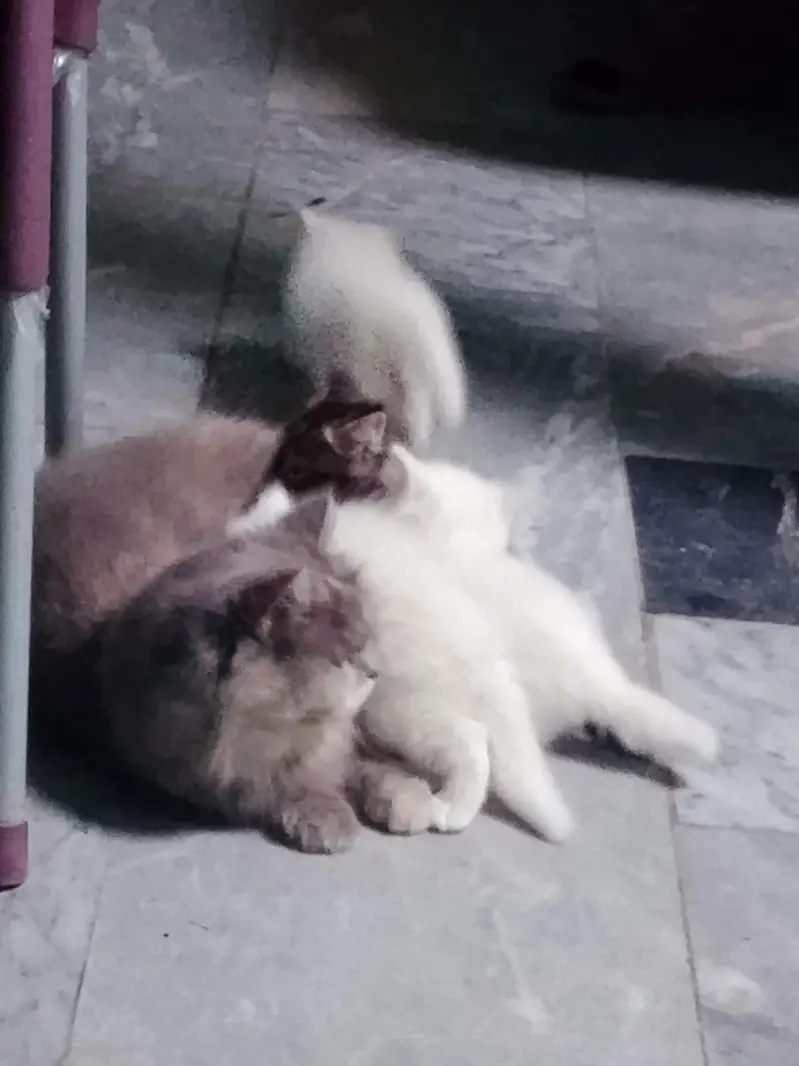 A triple coat Persian cat for sell — photo 3