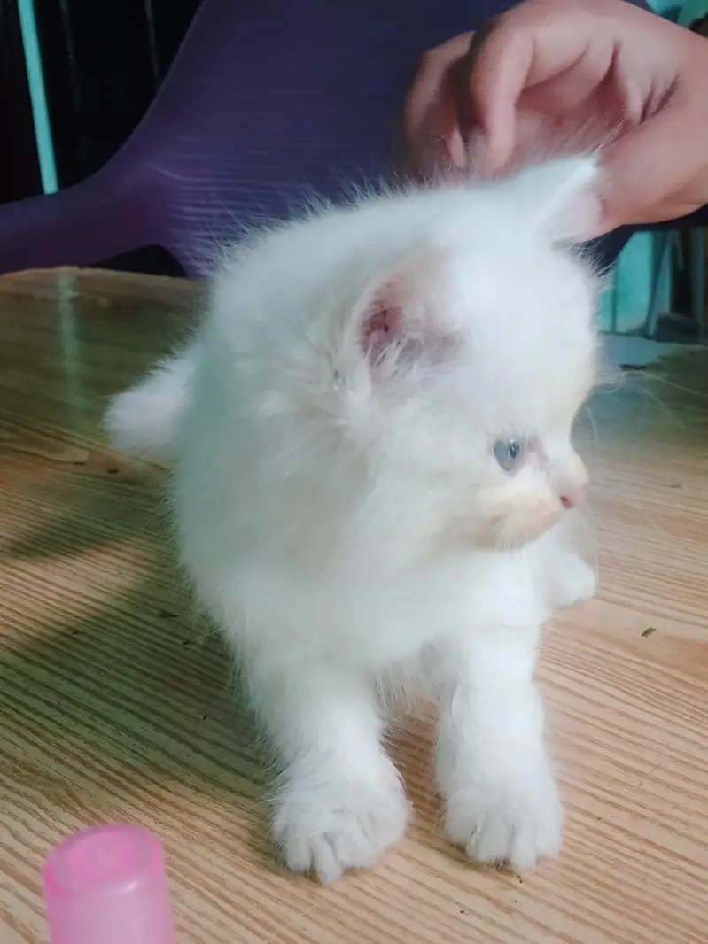 A triple coat Persian cat for sell — photo 4