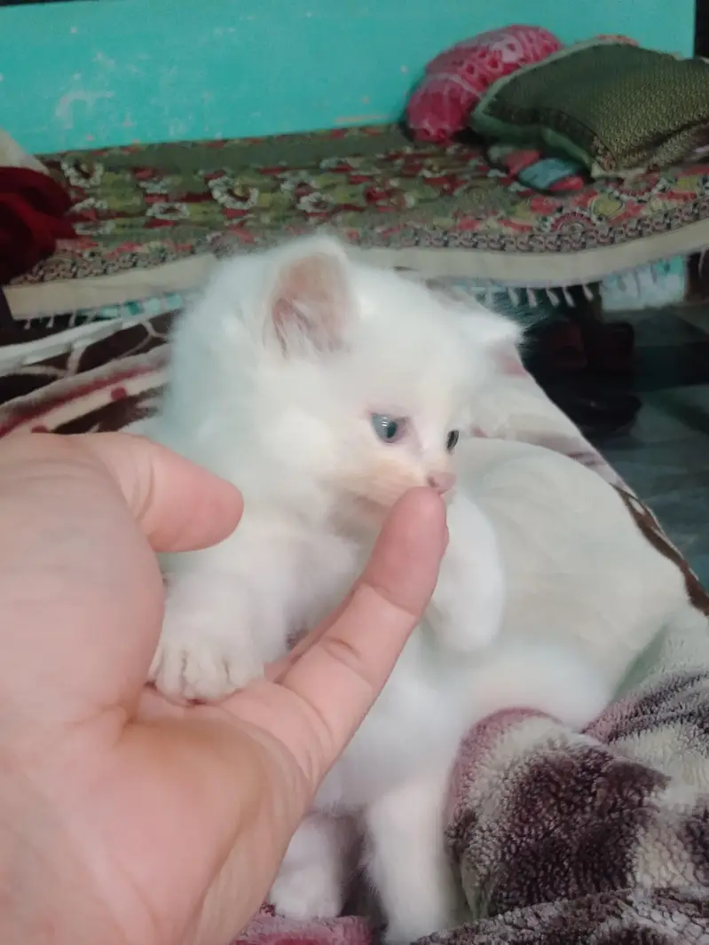 A triple coat Persian cat for sell — photo 5