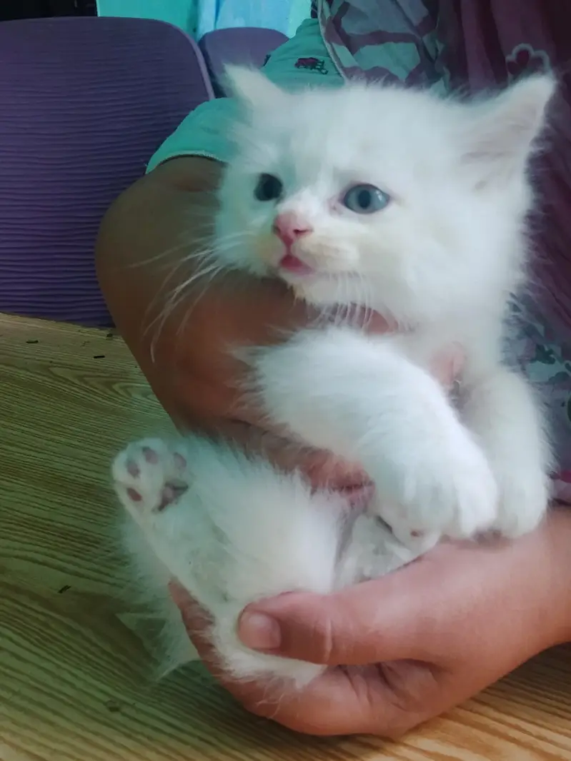 A triple coat Persian cat for sell — photo 6