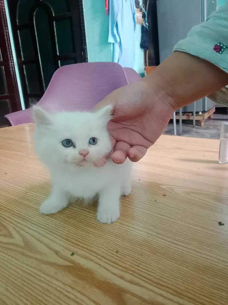 A triple coat Persian cat for sell — photo 7