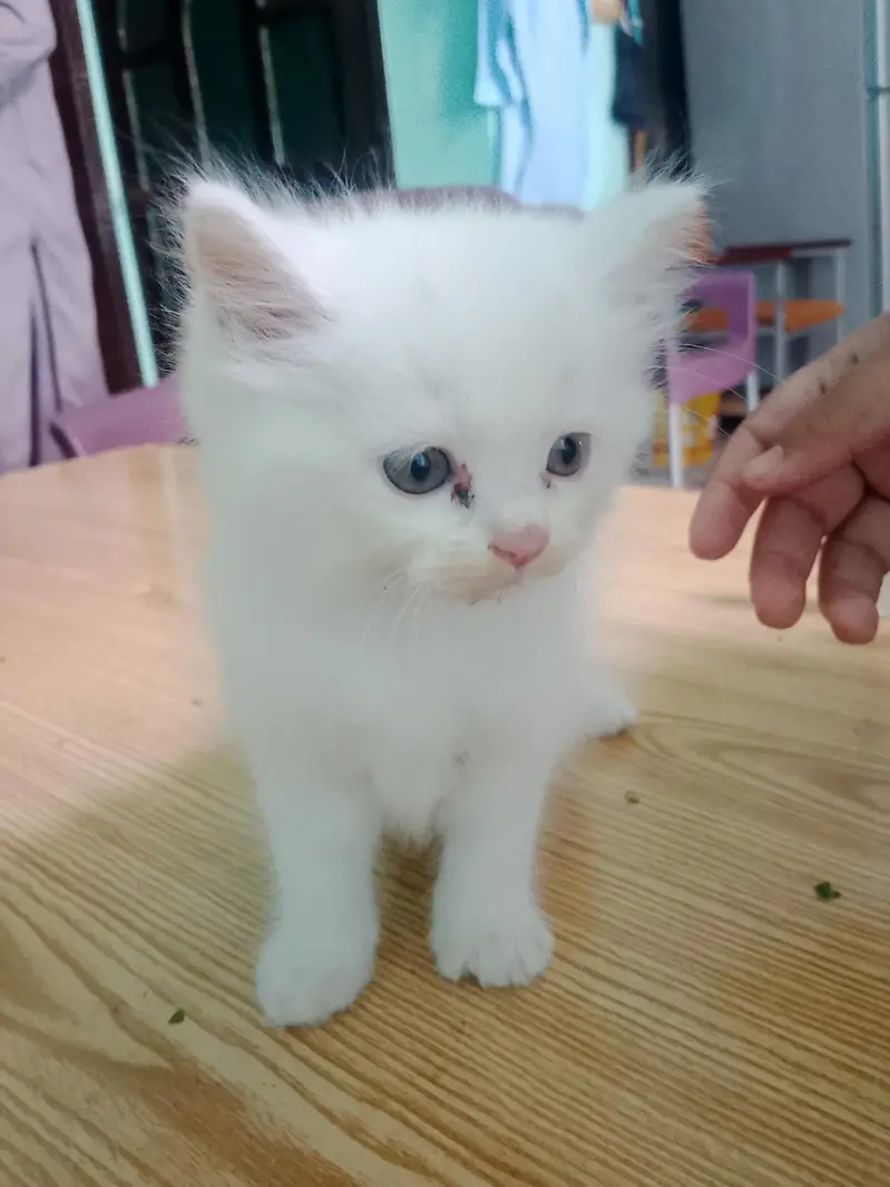 A triple coat Persian cat for sell — photo 8