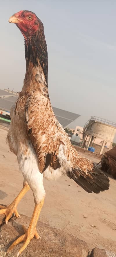 Japanese Shamo Breeder Aseel Egg Laying Female Murgi Madi 03098573144