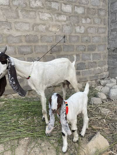 4 dantt bakri h ek male kid ke sat h