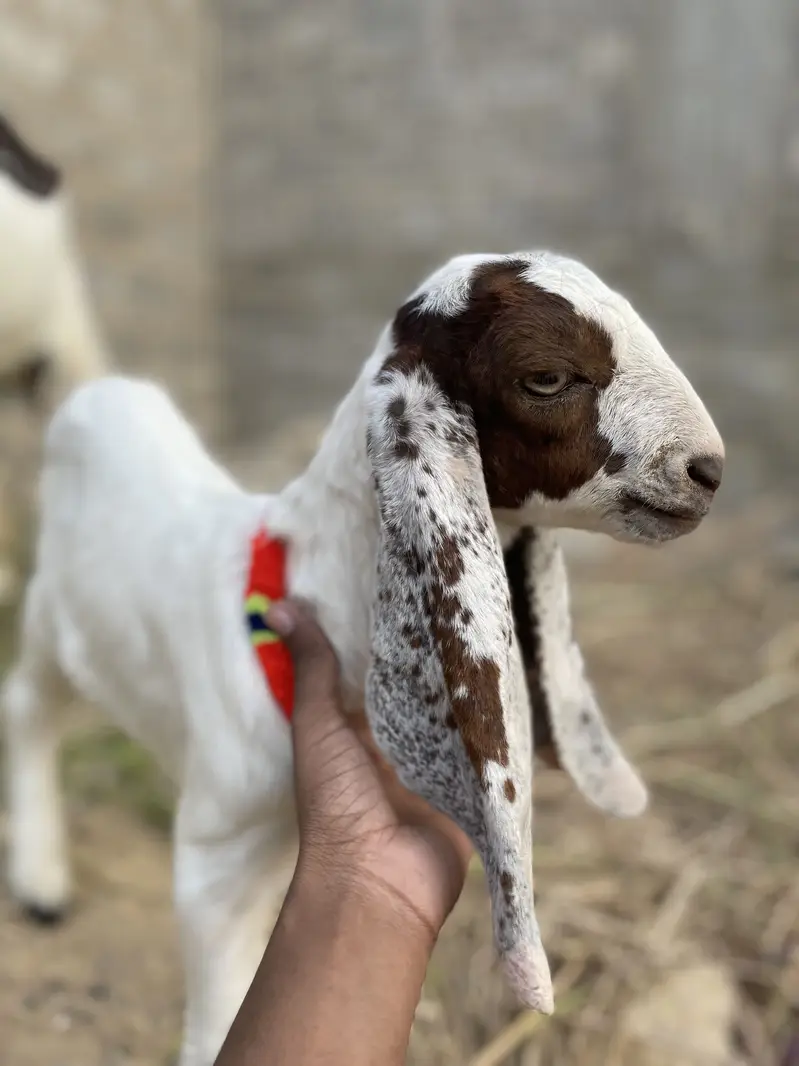 4 dantt bakri h ek male kid ke sat h — photo 2