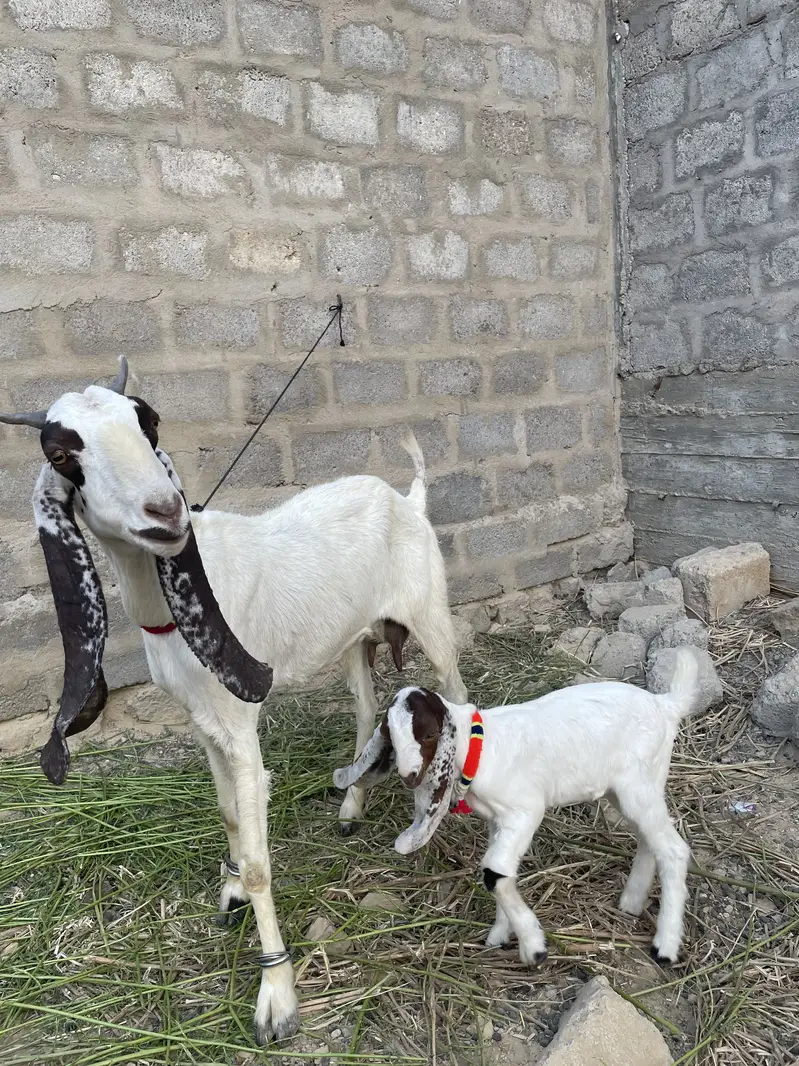 4 dantt bakri h ek male kid ke sat h — photo 4