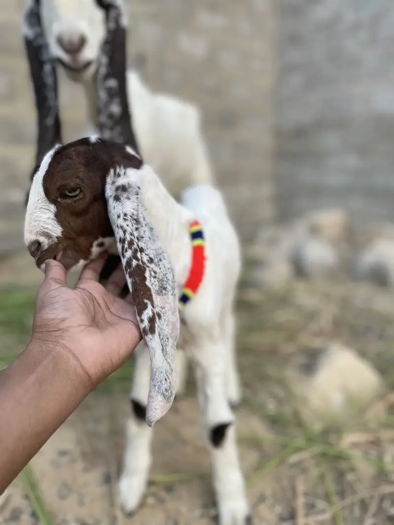 4 dantt bakri h ek male kid ke sat h — photo 5